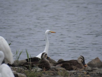 未同定 東京港野鳥公園 2022年8月6日(土)