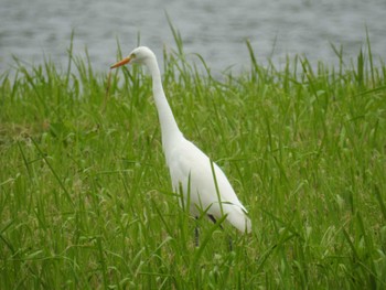 未同定 東京港野鳥公園 2022年8月6日(土)