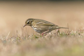 Water Pipit Mie-ken Ueno Forest Park Sun, 1/21/2018