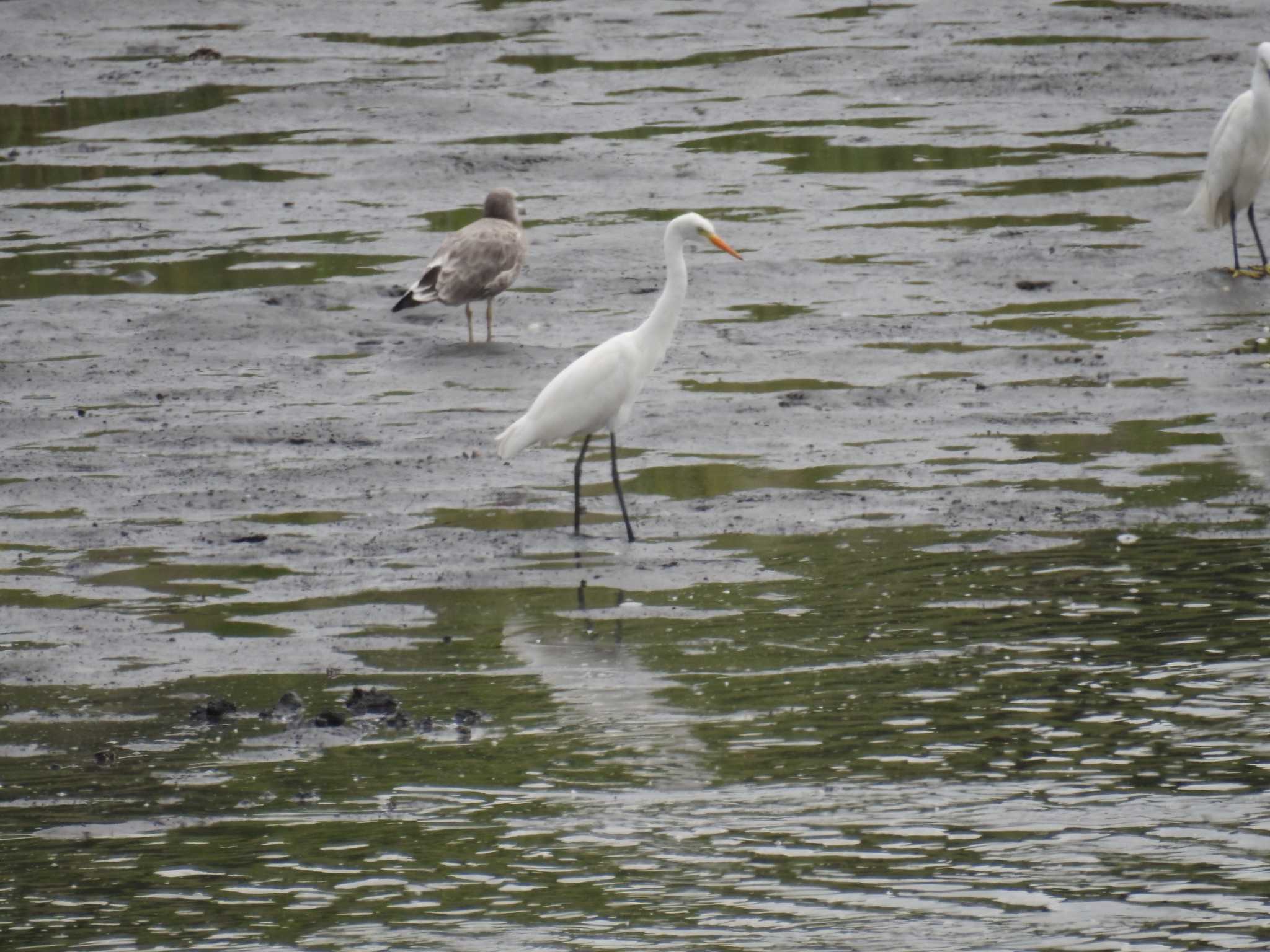 東京港野鳥公園 アマサギの写真 by Kozakuraband