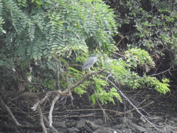 ササゴイ 東京港野鳥公園 2022年8月6日(土)