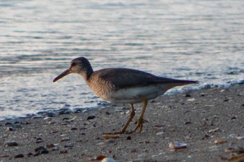 Grey-tailed Tattler 浜名湖 Sat, 8/6/2022