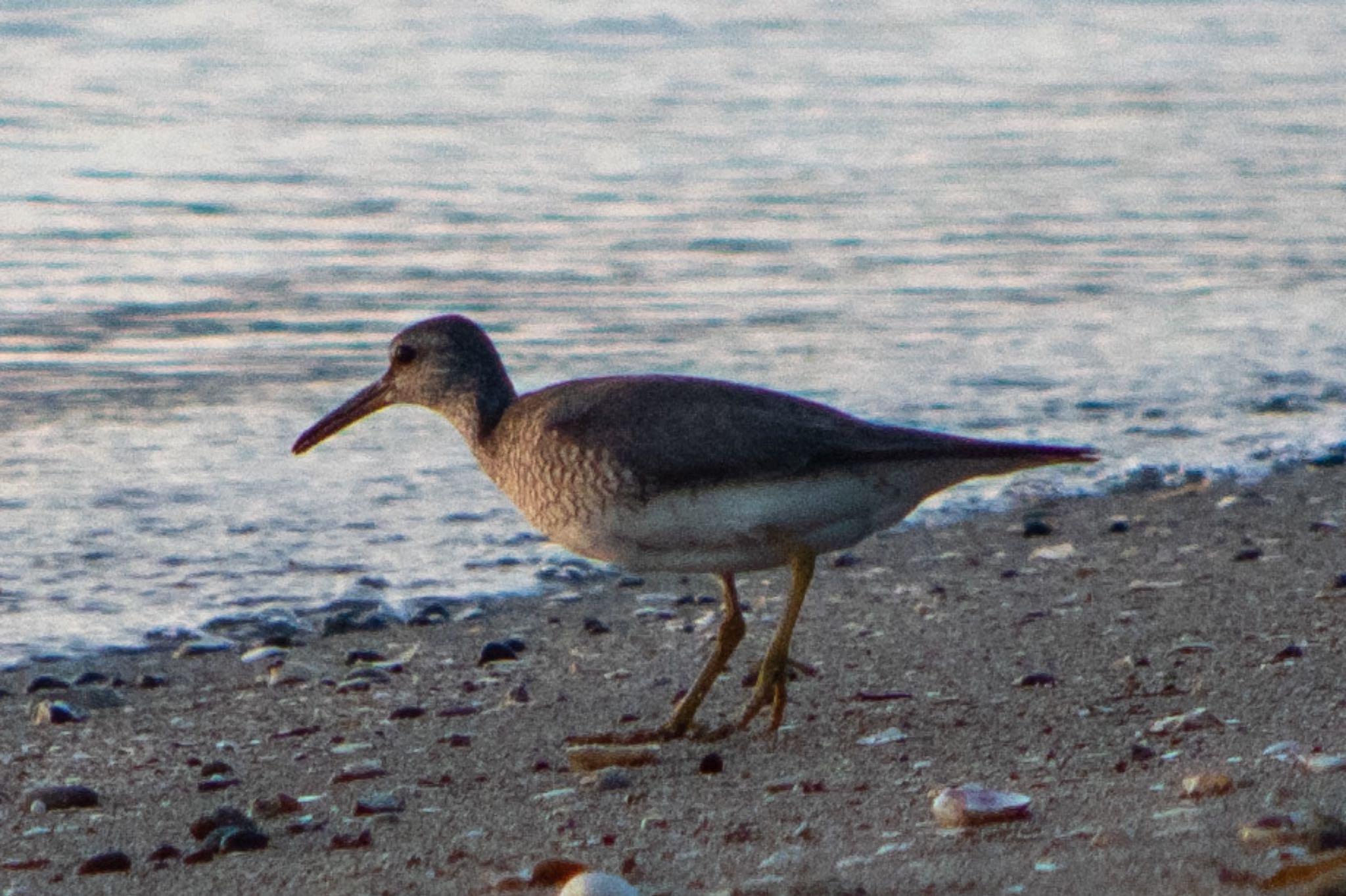 Photo of Grey-tailed Tattler at 浜名湖 by はる