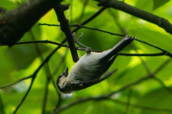 Japanese Tit 静岡県立森林公園 Sat, 8/6/2022