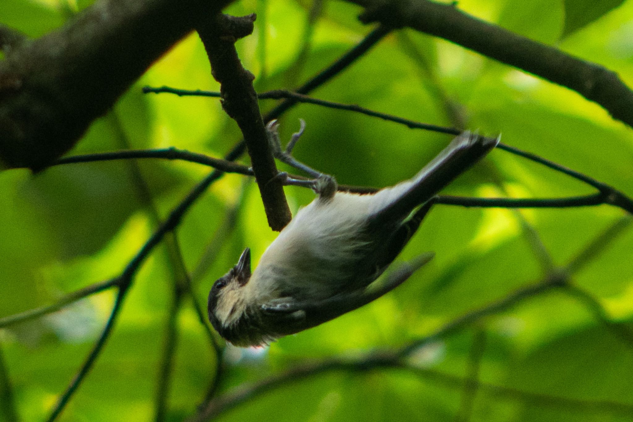 静岡県立森林公園 シジュウカラの写真 by はる