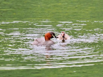 カイツブリ 戸隠森林植物園(戸隠森林公園) 2022年8月3日(水)