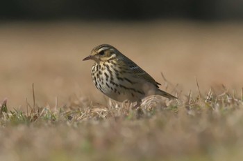 Water Pipit Mie-ken Ueno Forest Park Sun, 1/21/2018