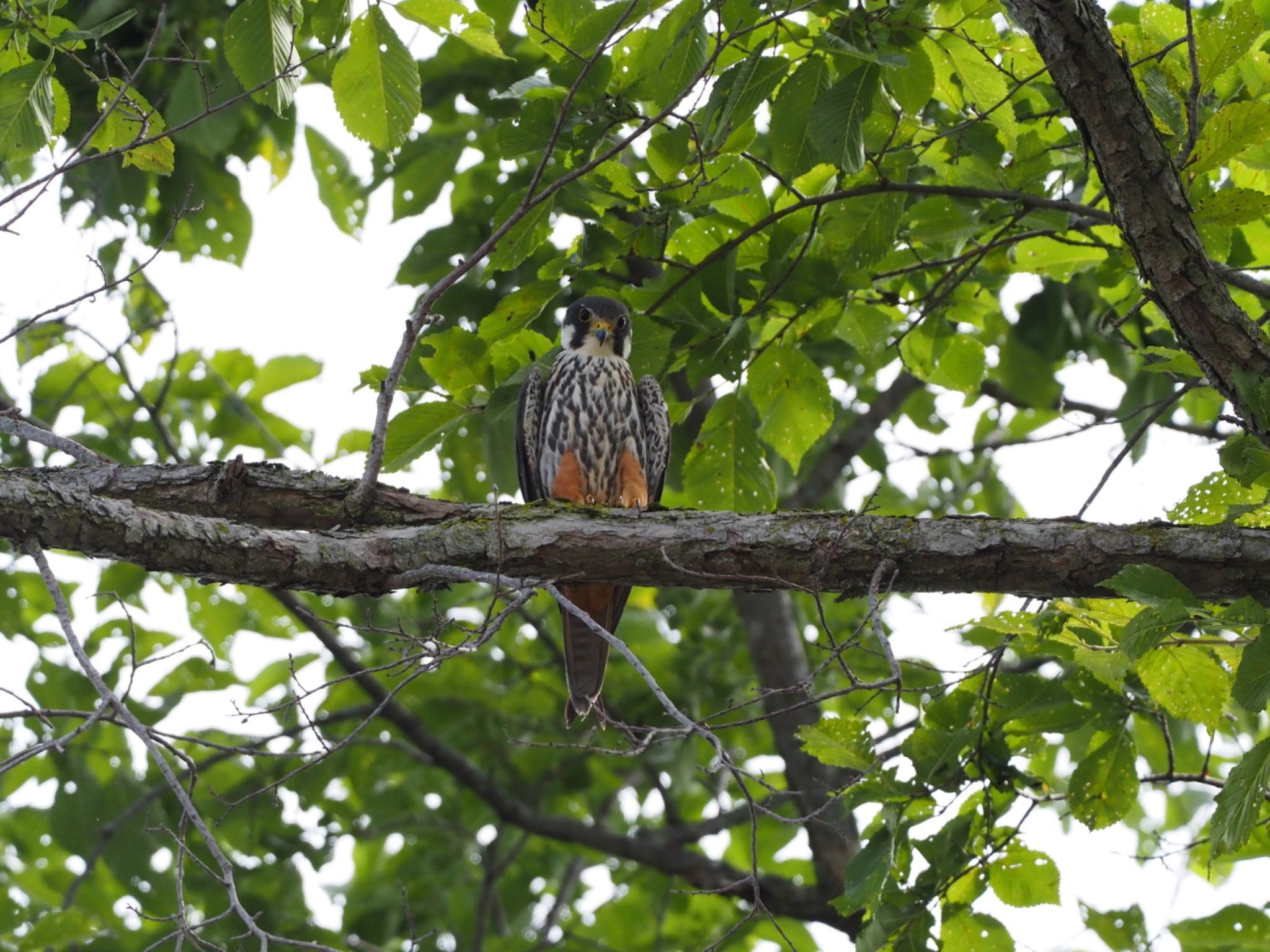 Photo of Eurasian Hobby at 北海道 by マカロン