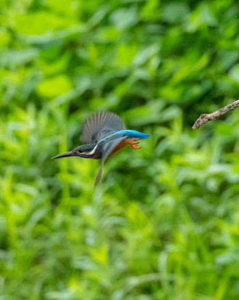 Common Kingfisher 古河市 Sun, 8/7/2022