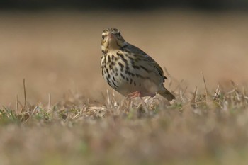 Water Pipit Mie-ken Ueno Forest Park Sun, 1/21/2018