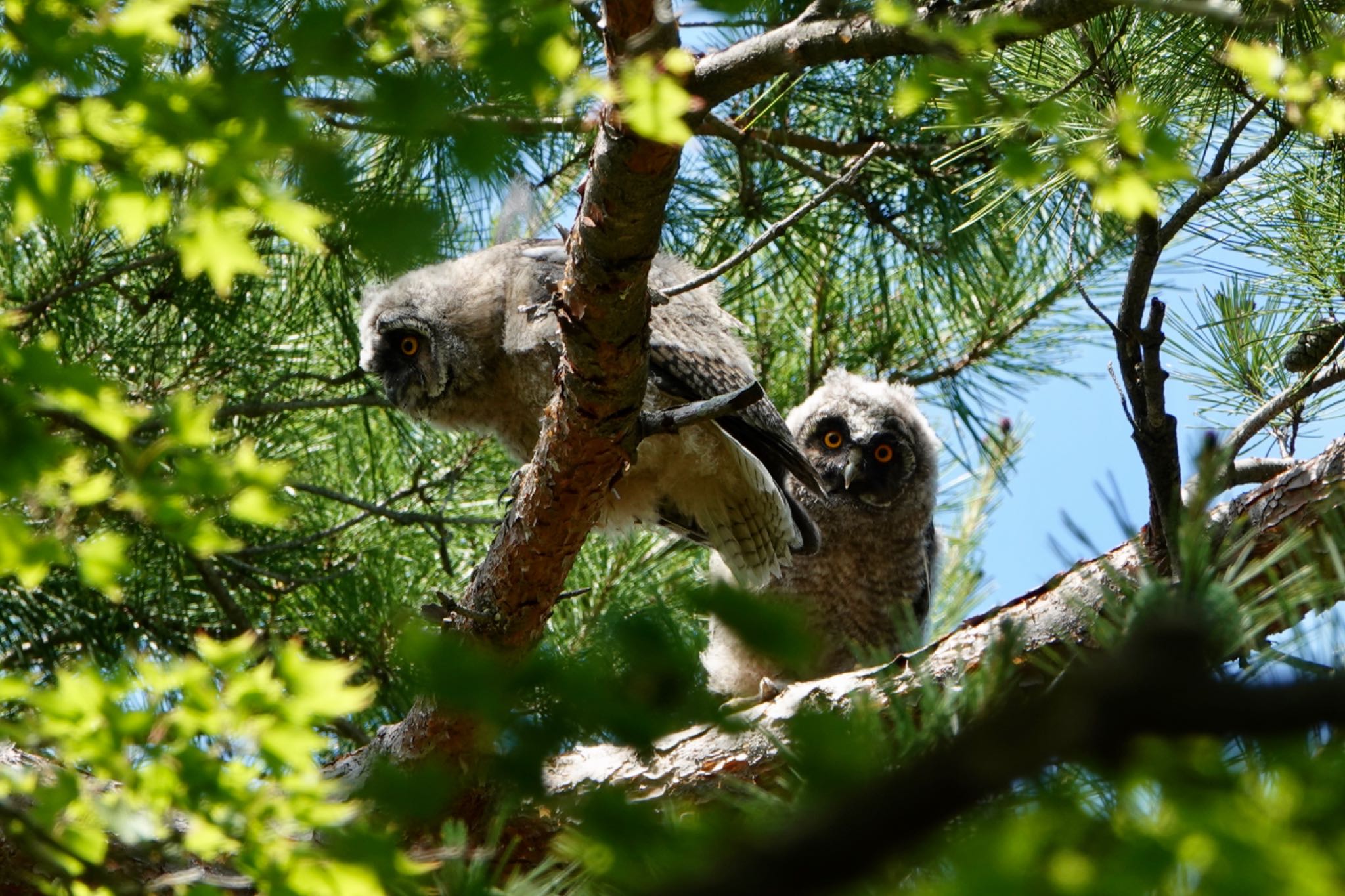  トラフズクの写真 by ひじり