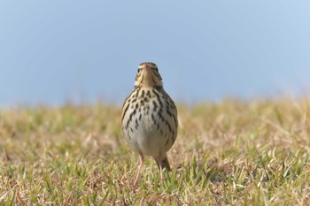 Water Pipit Mie-ken Ueno Forest Park Sun, 1/21/2018