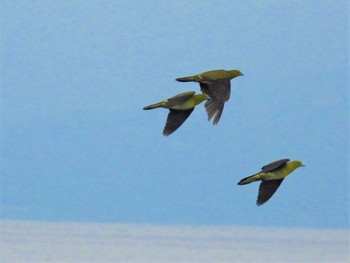 2022年8月6日(土) 大磯照ヶ崎海岸の野鳥観察記録