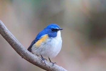 Red-flanked Bluetail Unknown Spots Tue, 1/2/2018