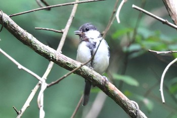 Japanese Tit Hayatogawa Forest Road Sat, 8/6/2022