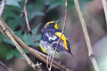 Narcissus Flycatcher Hayatogawa Forest Road Sat, 8/6/2022