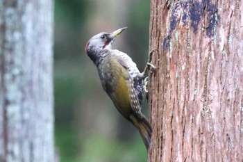 Japanese Green Woodpecker Hayatogawa Forest Road Sat, 8/6/2022