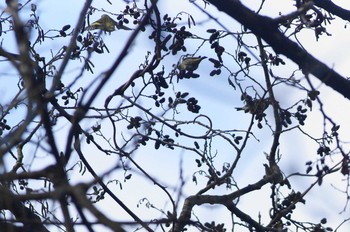 マヒワ 早戸川林道 2018年1月21日(日)