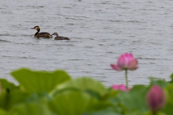 カンムリカイツブリ 大沼(宮城県仙台市) 2022年8月6日(土)