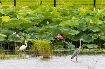 Grey Heron 大沼(宮城県仙台市) Sat, 8/6/2022