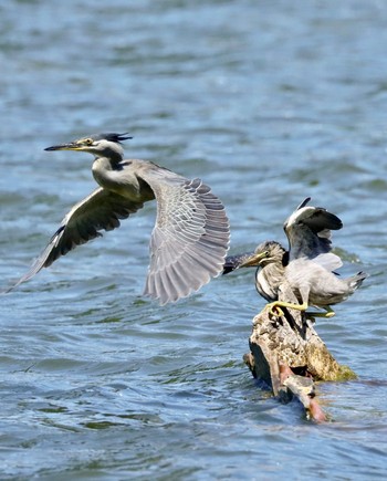 ササゴイ 都立浮間公園 撮影日未設定