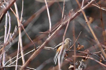 ベニマシコ 早戸川林道 2018年1月21日(日)