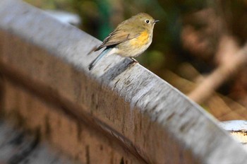 Red-flanked Bluetail Hayatogawa Forest Road Sun, 1/21/2018