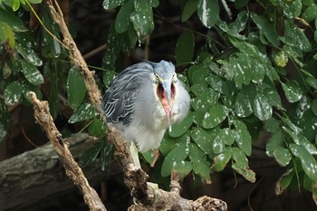 2022年8月6日(土) 東京港野鳥公園の野鳥観察記録