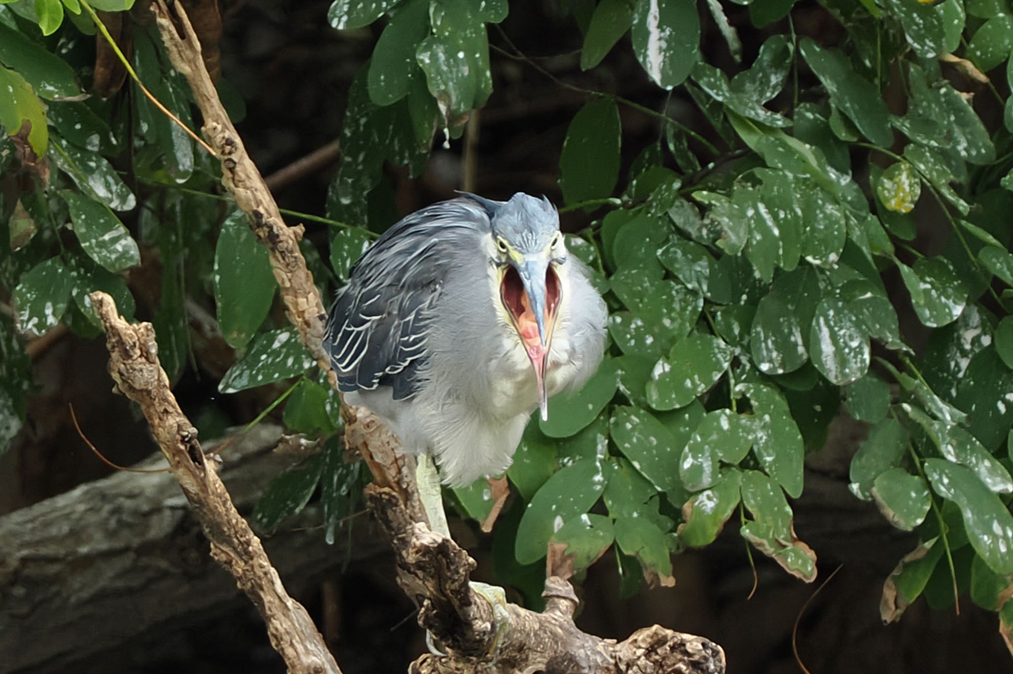 東京港野鳥公園 ササゴイの写真 by アポちん