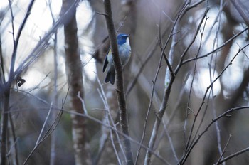 Red-flanked Bluetail Hayatogawa Forest Road Sun, 1/21/2018