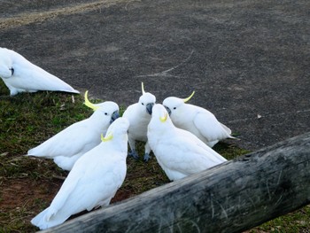 Sulphur-crested Cockatoo Long Reef(Australia, NSW) Sat, 8/6/2022