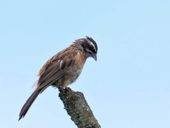 Meadow Bunting 秩父 Thu, 8/19/2021