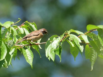 Meadow Bunting 秩父 Sat, 7/23/2022