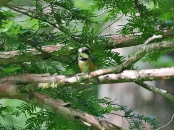 ヤマガラ 戸隠森林植物園(戸隠森林公園) 2022年8月3日(水)