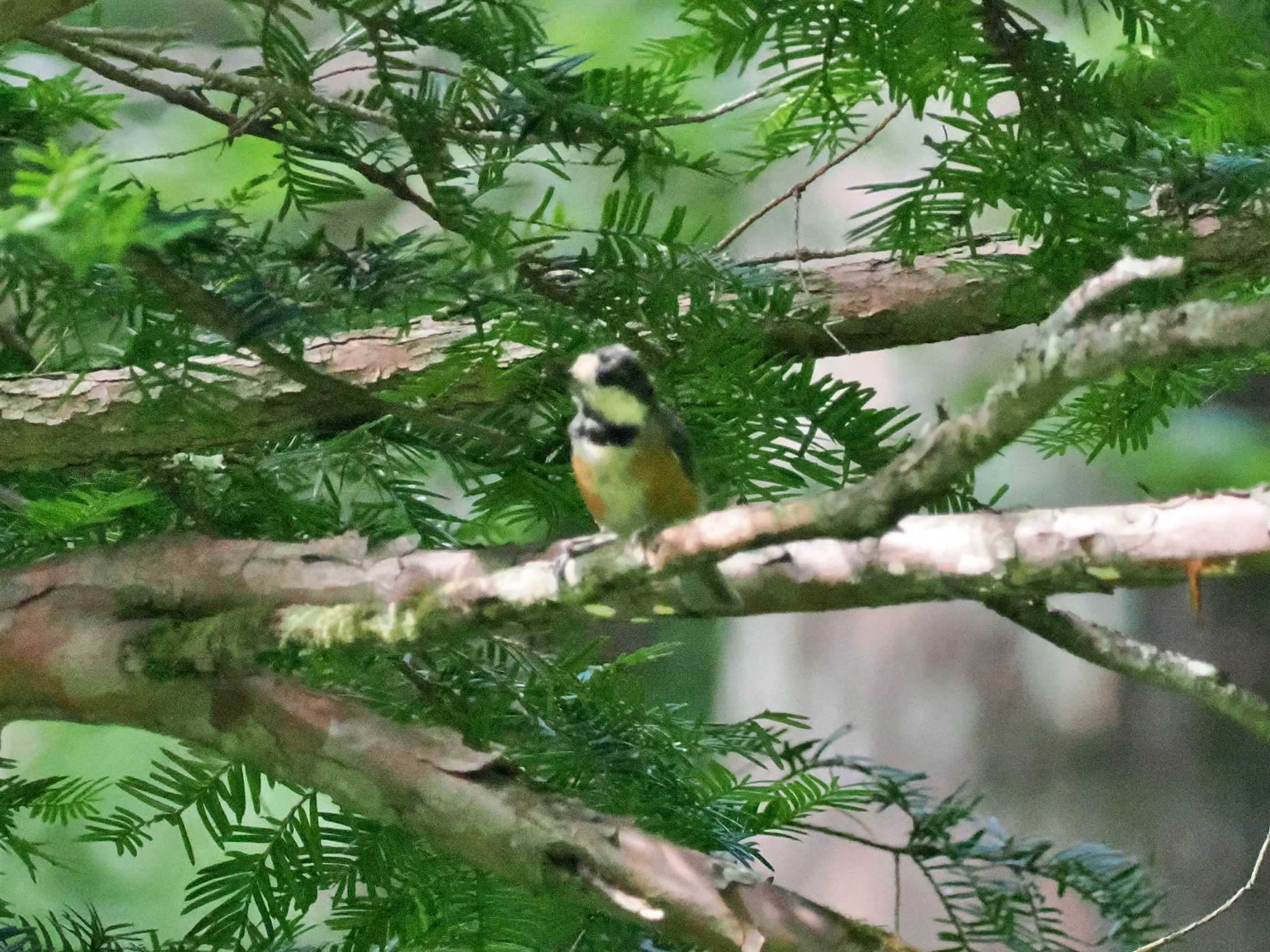 戸隠森林植物園(戸隠森林公園) ヤマガラの写真 by 藤原奏冥