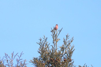 Siberian Long-tailed Rosefinch Hayatogawa Forest Road Sun, 1/21/2018