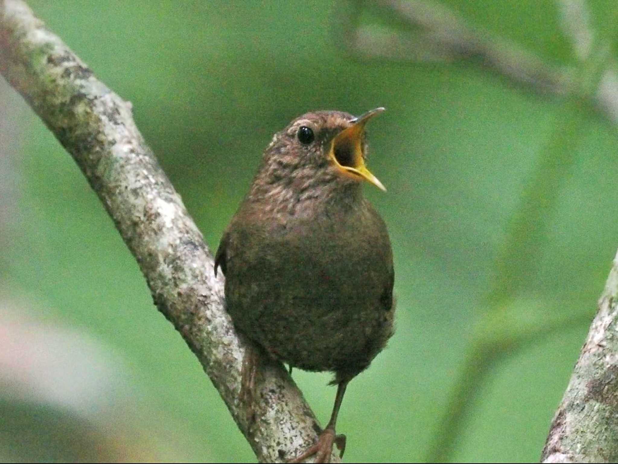 戸隠森林植物園(戸隠森林公園) ミソサザイの写真 by 藤原奏冥