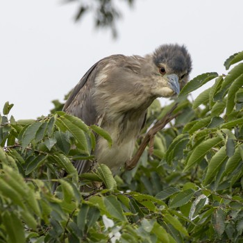 Black-crowned Night Heron サギのコロニー Sat, 8/6/2022