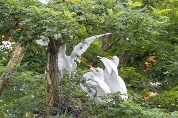 Great Egret サギのコロニー Sat, 8/6/2022