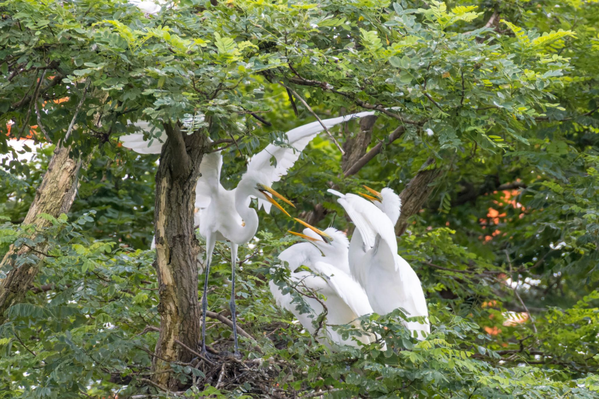 Photo of Great Egret at サギのコロニー by LeoLeoNya