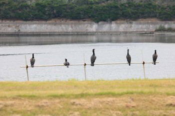 Great Cormorant 行徳野鳥保護区 Sun, 8/7/2022