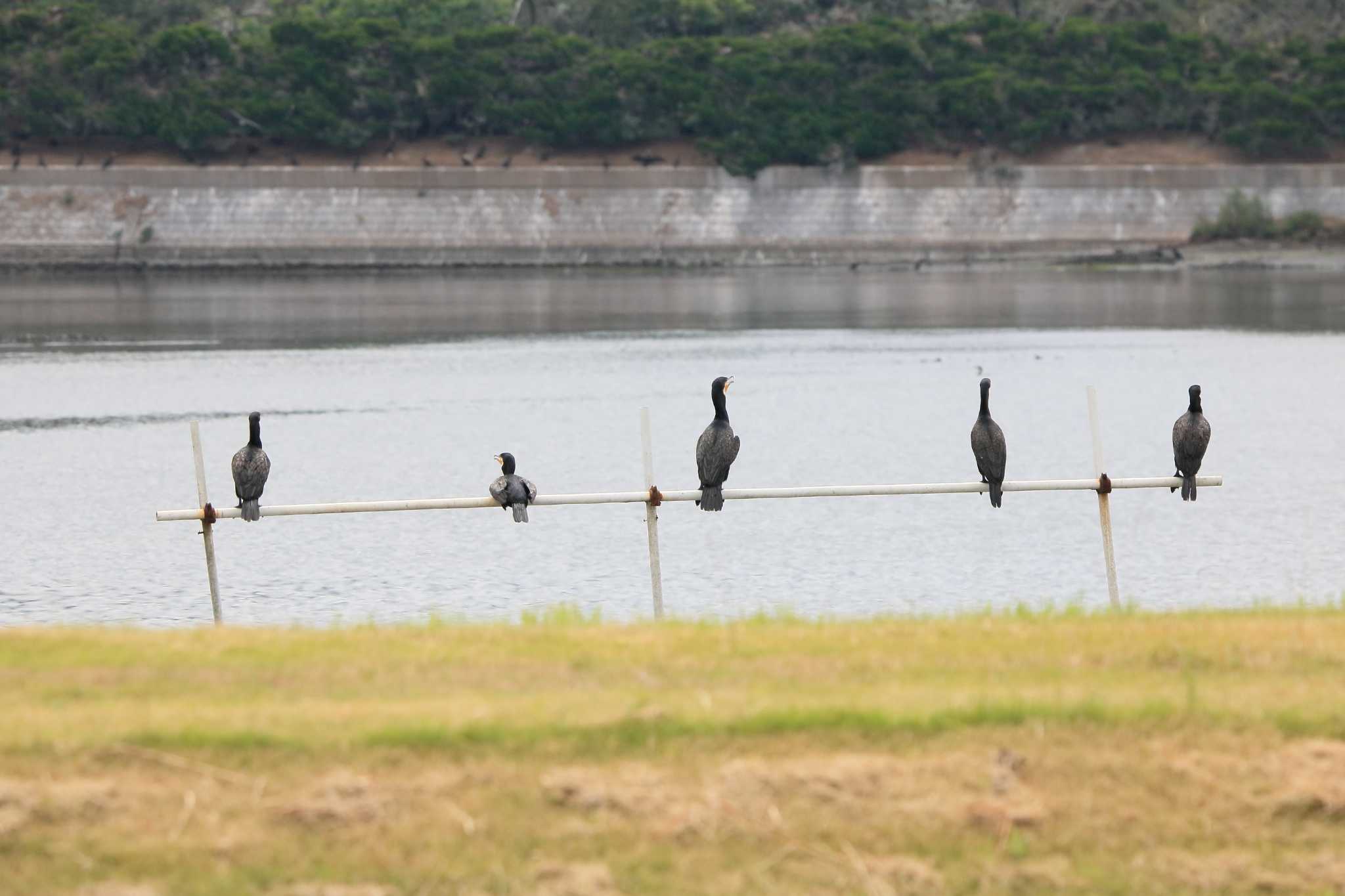 Photo of Great Cormorant at 行徳野鳥保護区 by てれすこ