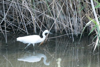 コサギ 行徳野鳥保護区 2022年8月7日(日)