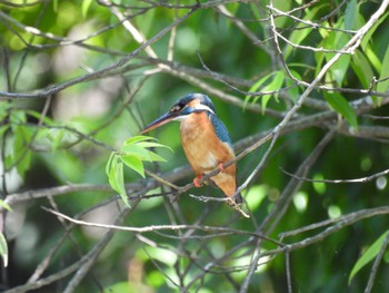 Common Kingfisher Chikozan Park Sun, 5/29/2022