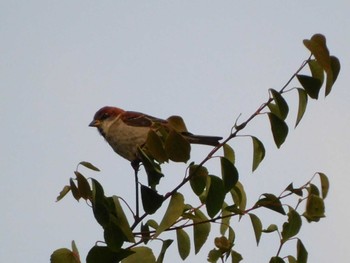 Russet Sparrow 中禅寺湖 Sat, 7/23/2022