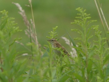 Black-browed Reed Warbler 鵡川河口 Sat, 8/6/2022