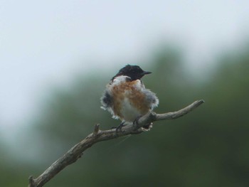 Amur Stonechat 鵡川河口 Sat, 8/6/2022