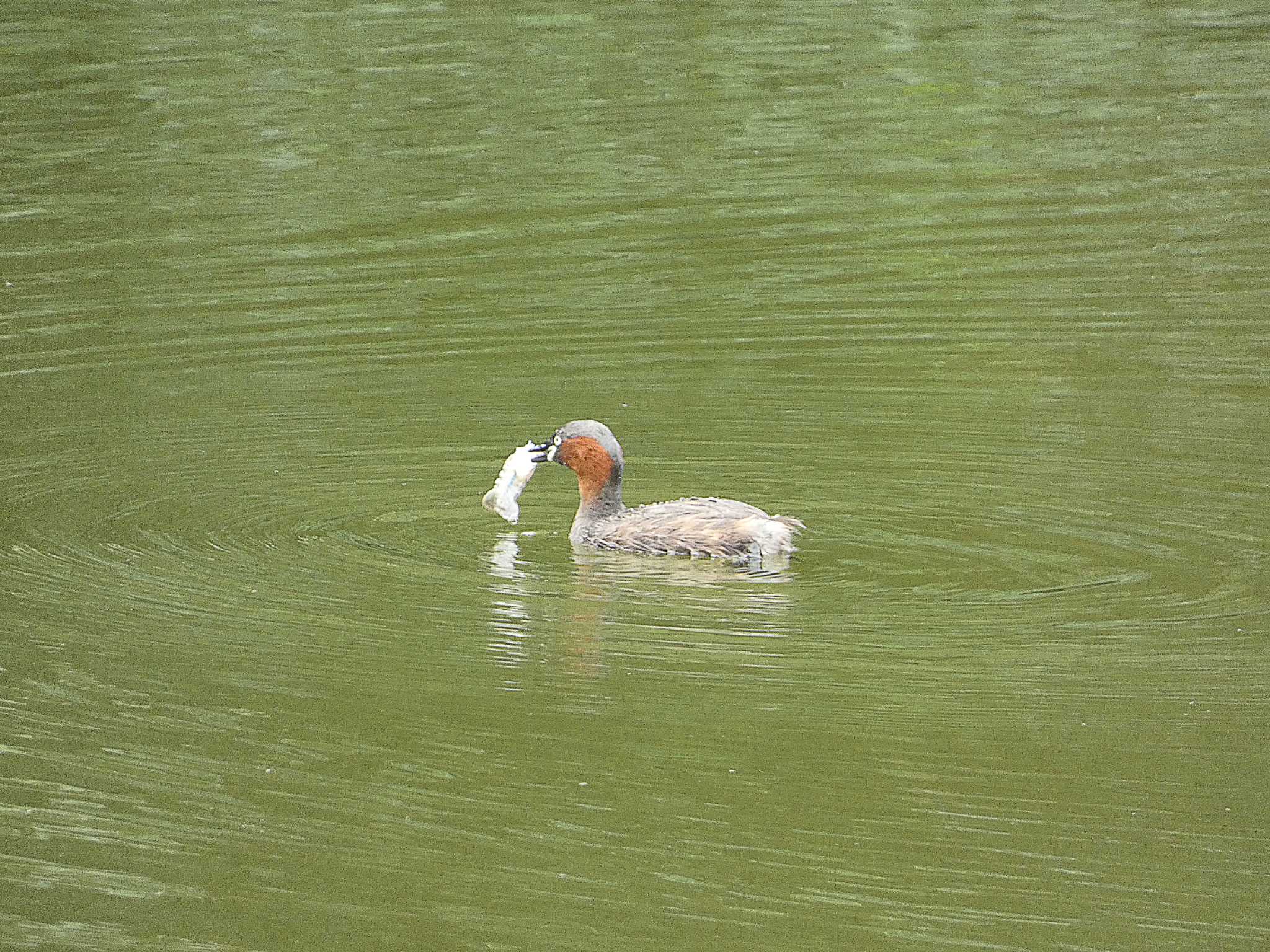 カイツブリ