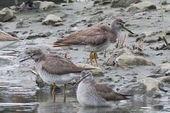 Grey-tailed Tattler Tokyo Port Wild Bird Park Sat, 8/6/2022