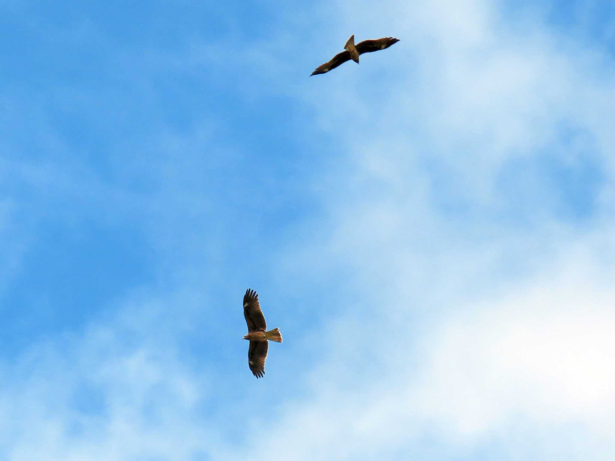 Black Kite